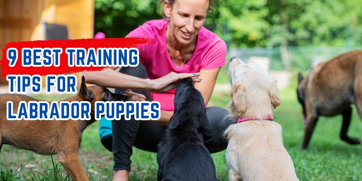 Best Training Tips for Labrador Puppies