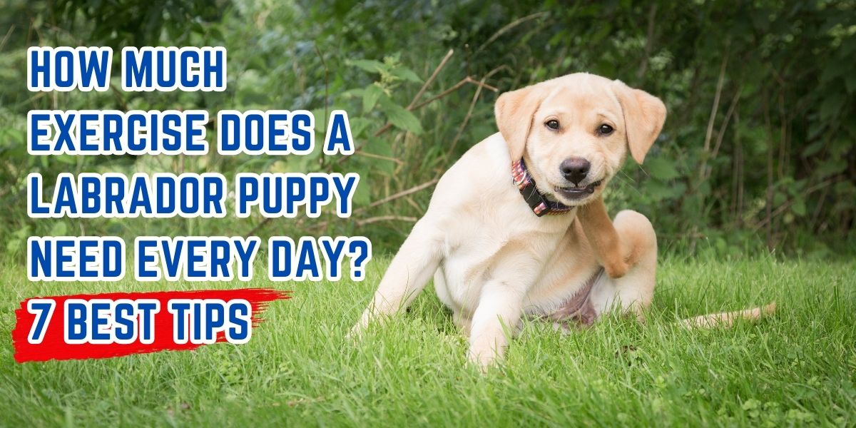 How Much Exercise Does a Labrador Puppy Need Every Day